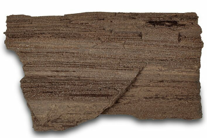 Permineralized Wood Covered In Sparkling Quartz - Germany #302042